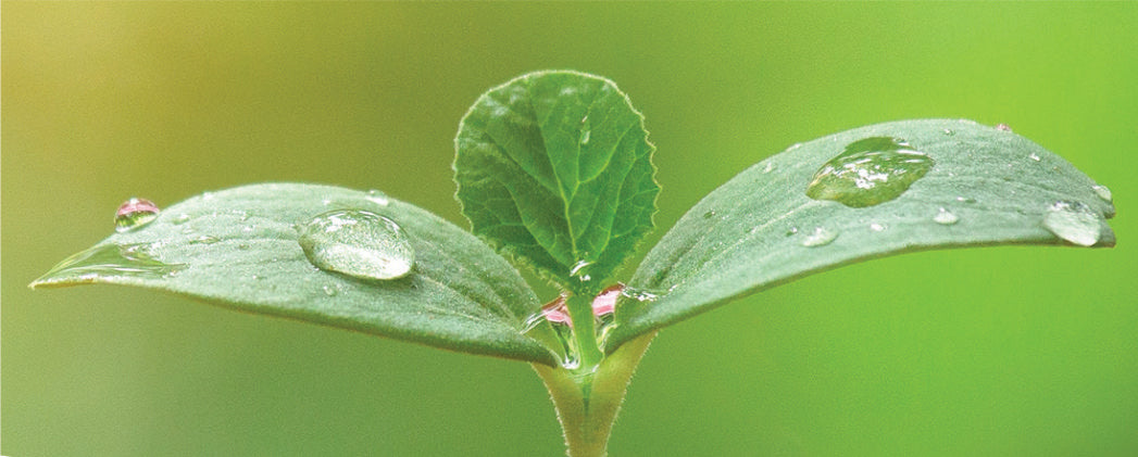 ELAG ECO